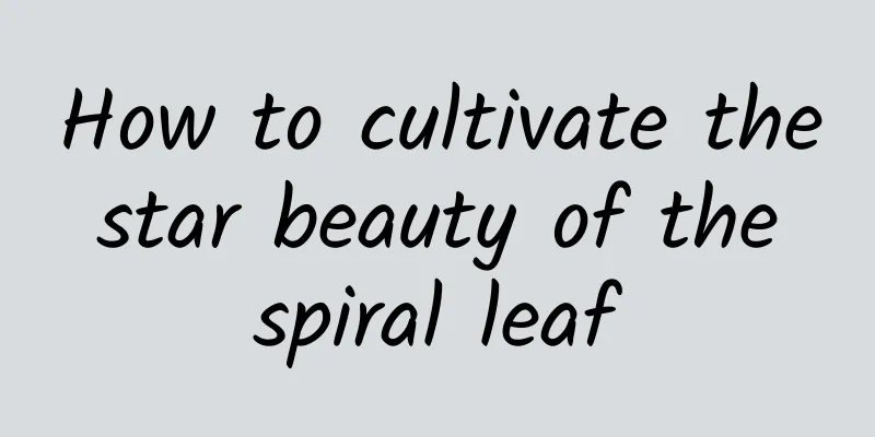 How to cultivate the star beauty of the spiral leaf