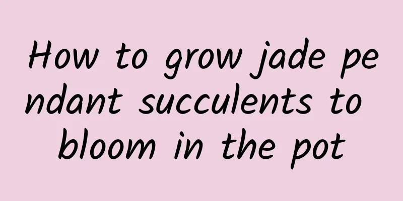 How to grow jade pendant succulents to bloom in the pot
