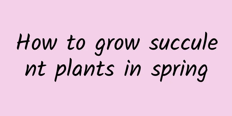 How to grow succulent plants in spring
