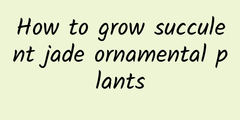 How to grow succulent jade ornamental plants