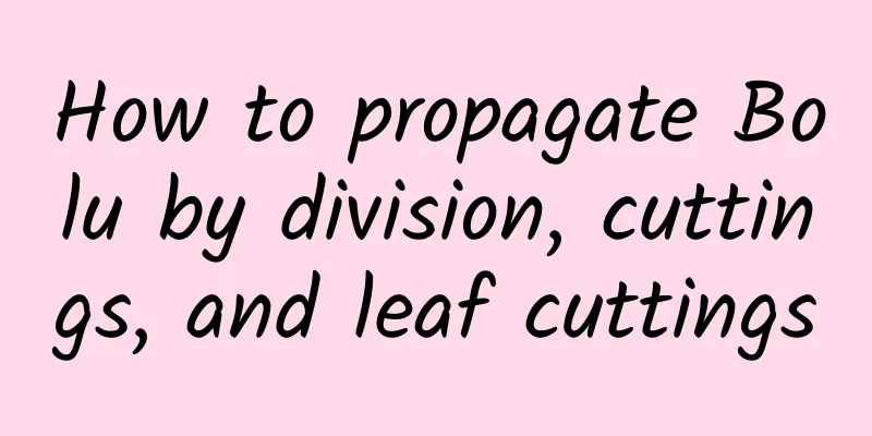 How to propagate Bolu by division, cuttings, and leaf cuttings