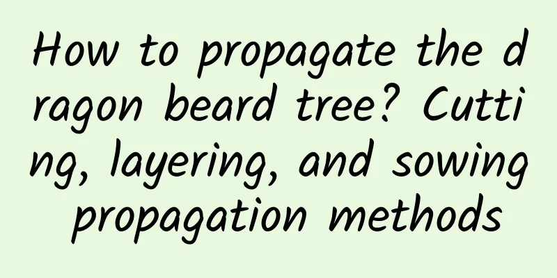 How to propagate the dragon beard tree? Cutting, layering, and sowing propagation methods