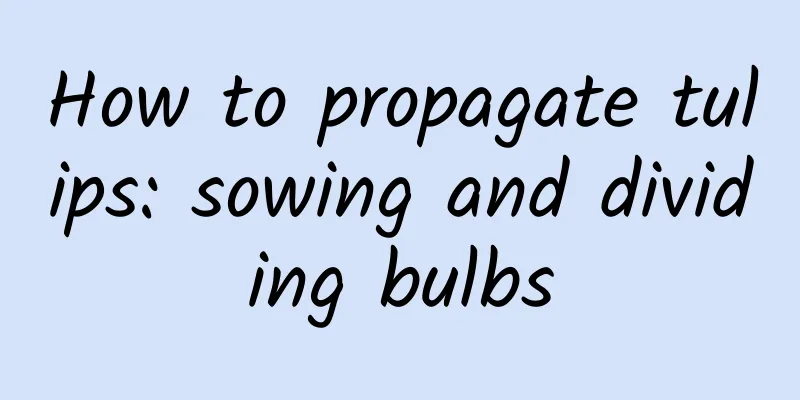 How to propagate tulips: sowing and dividing bulbs