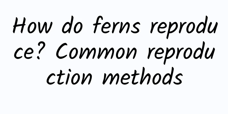 How do ferns reproduce? Common reproduction methods