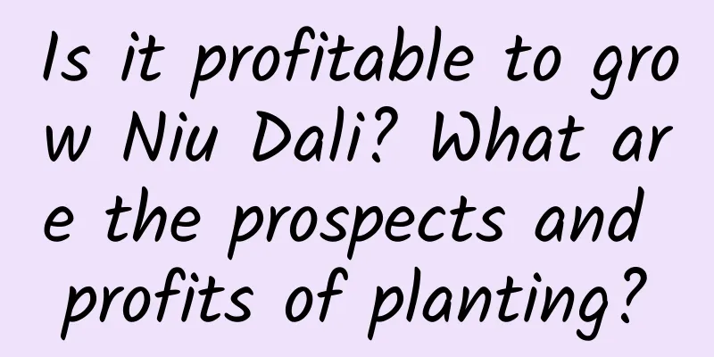 Is it profitable to grow Niu Dali? What are the prospects and profits of planting?