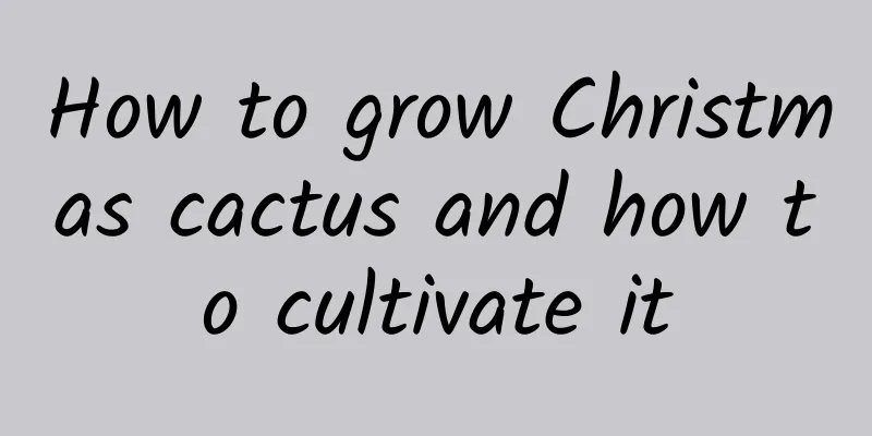 How to grow Christmas cactus and how to cultivate it