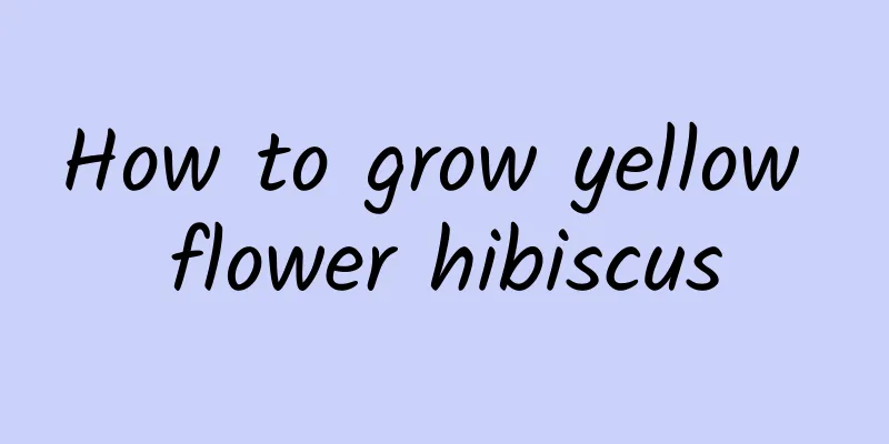How to grow yellow flower hibiscus