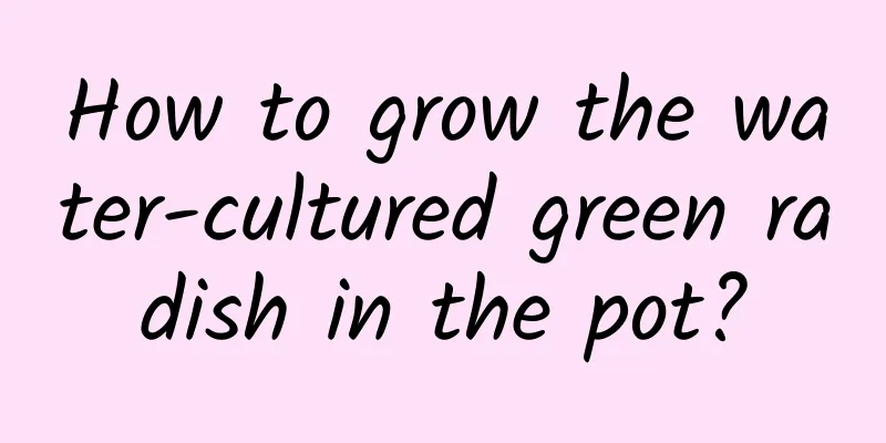 How to grow the water-cultured green radish in the pot?