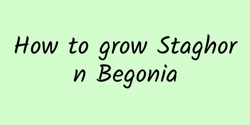 How to grow Staghorn Begonia