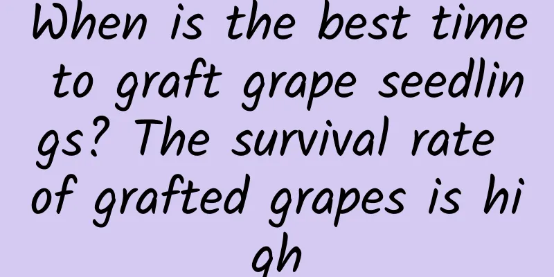 When is the best time to graft grape seedlings? The survival rate of grafted grapes is high