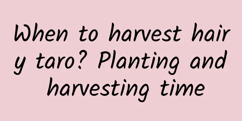 When to harvest hairy taro? Planting and harvesting time