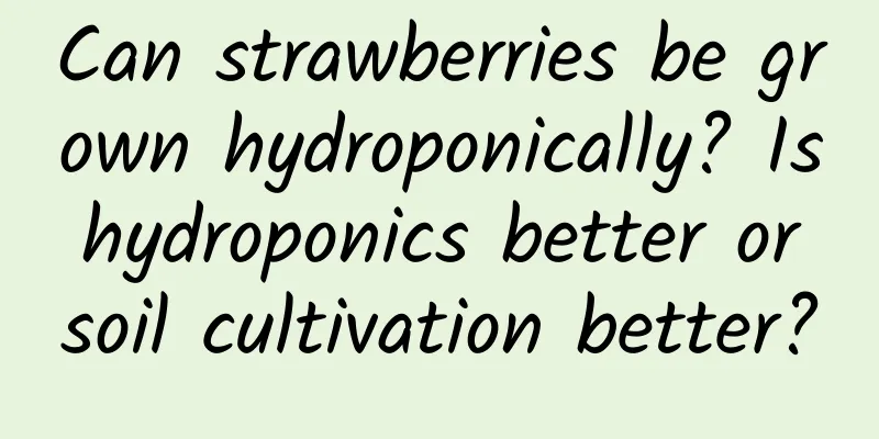Can strawberries be grown hydroponically? Is hydroponics better or soil cultivation better?
