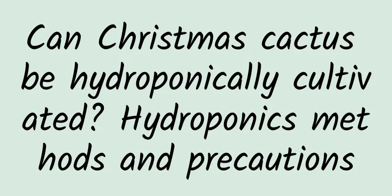Can Christmas cactus be hydroponically cultivated? Hydroponics methods and precautions