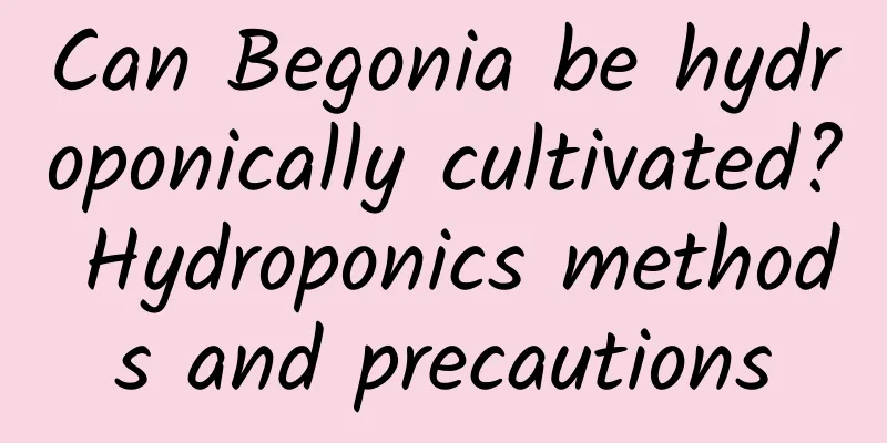 Can Begonia be hydroponically cultivated? Hydroponics methods and precautions
