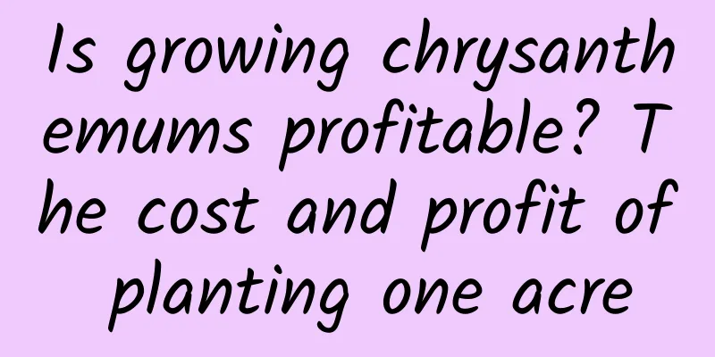 Is growing chrysanthemums profitable? The cost and profit of planting one acre