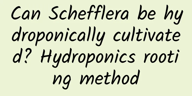 Can Schefflera be hydroponically cultivated? Hydroponics rooting method