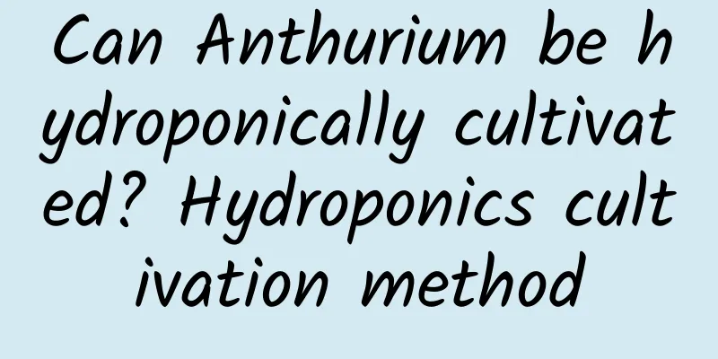 Can Anthurium be hydroponically cultivated? Hydroponics cultivation method