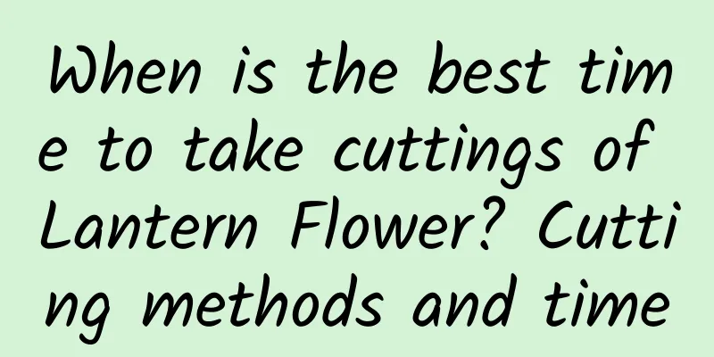When is the best time to take cuttings of Lantern Flower? Cutting methods and time