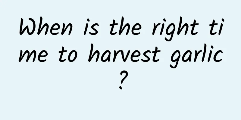 When is the right time to harvest garlic?