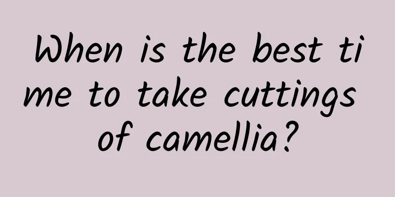 When is the best time to take cuttings of camellia?