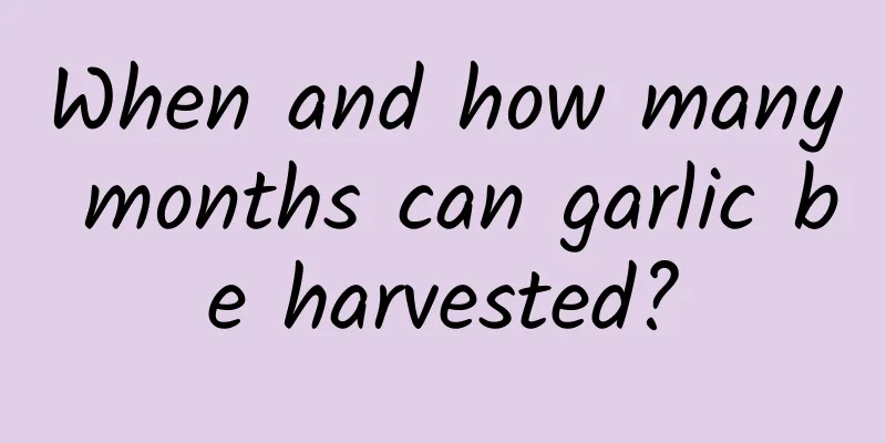 When and how many months can garlic be harvested?