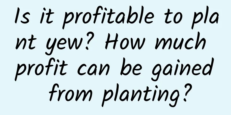 Is it profitable to plant yew? How much profit can be gained from planting?