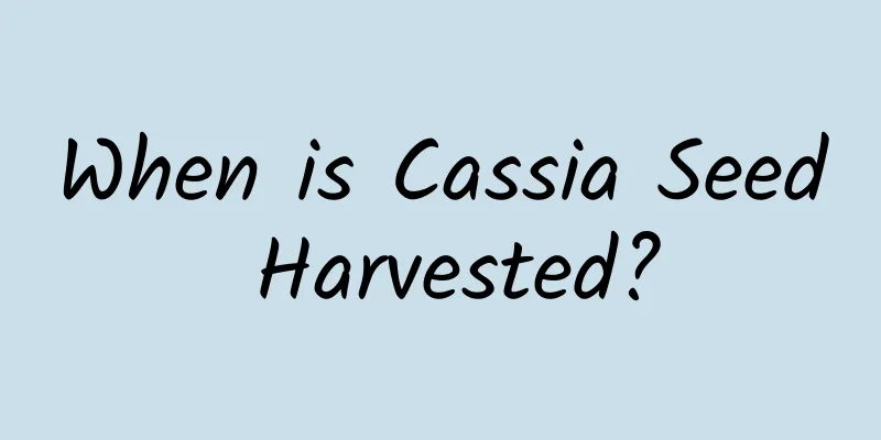When is Cassia Seed Harvested?