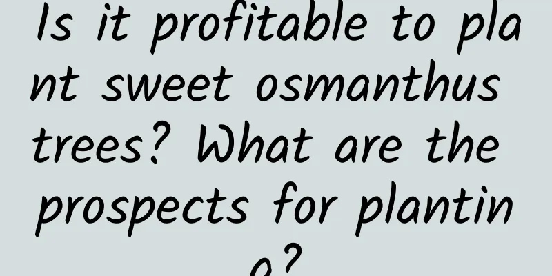 Is it profitable to plant sweet osmanthus trees? What are the prospects for planting?