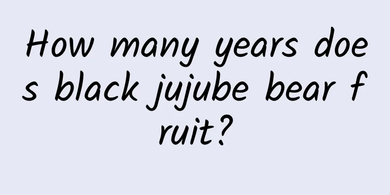 How many years does black jujube bear fruit?
