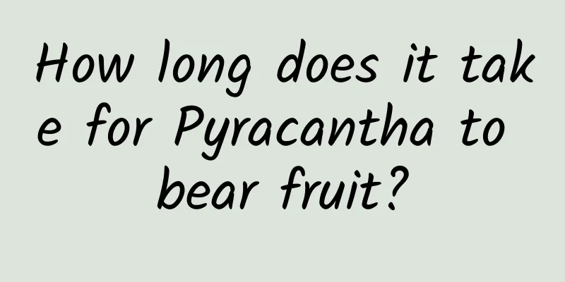 How long does it take for Pyracantha to bear fruit?