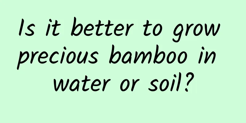 Is it better to grow precious bamboo in water or soil?