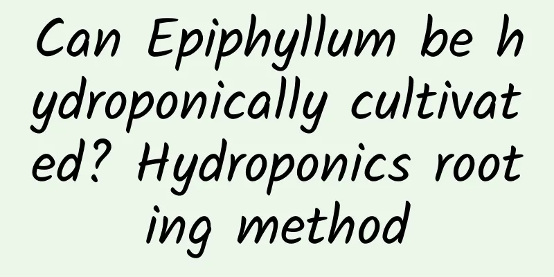 Can Epiphyllum be hydroponically cultivated? Hydroponics rooting method