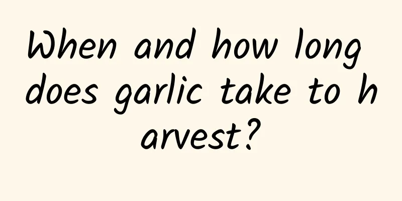 When and how long does garlic take to harvest?