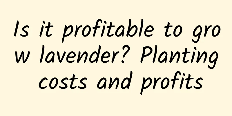 Is it profitable to grow lavender? Planting costs and profits