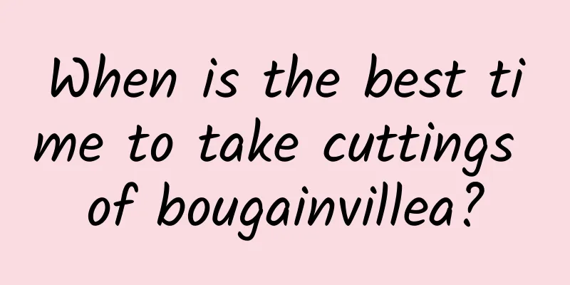 When is the best time to take cuttings of bougainvillea?
