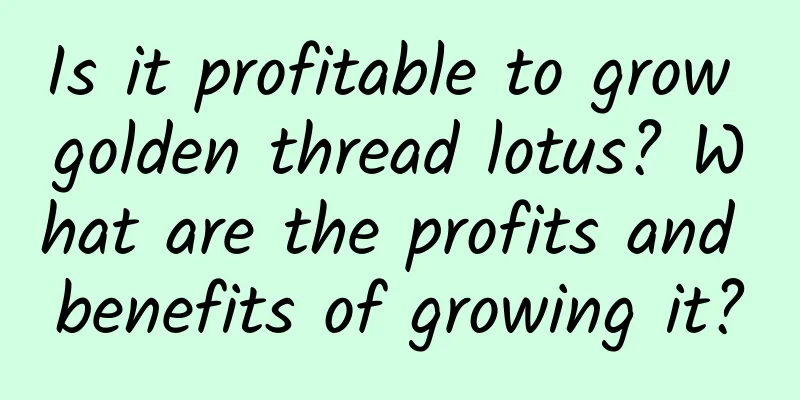 Is it profitable to grow golden thread lotus? What are the profits and benefits of growing it?