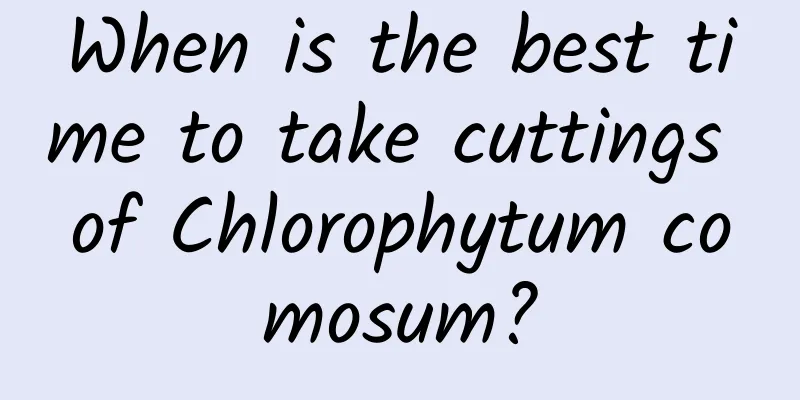 When is the best time to take cuttings of Chlorophytum comosum?