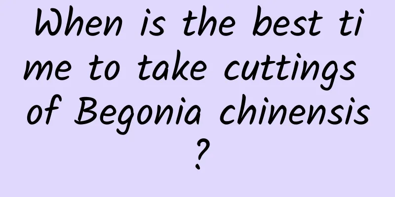 When is the best time to take cuttings of Begonia chinensis?