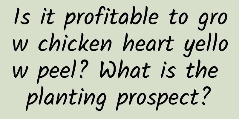 Is it profitable to grow chicken heart yellow peel? What is the planting prospect?