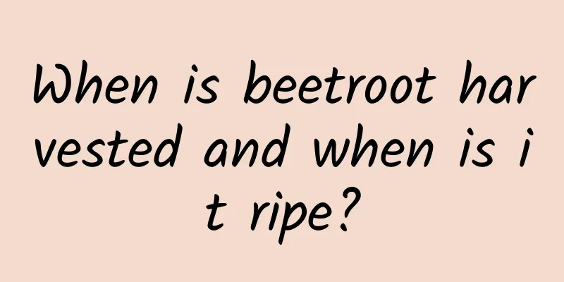 When is beetroot harvested and when is it ripe?