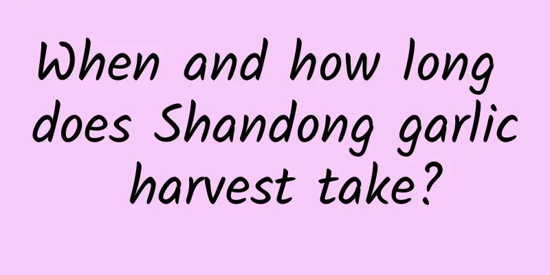 When and how long does Shandong garlic harvest take?