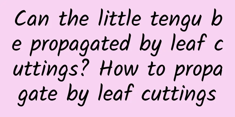 Can the little tengu be propagated by leaf cuttings? How to propagate by leaf cuttings