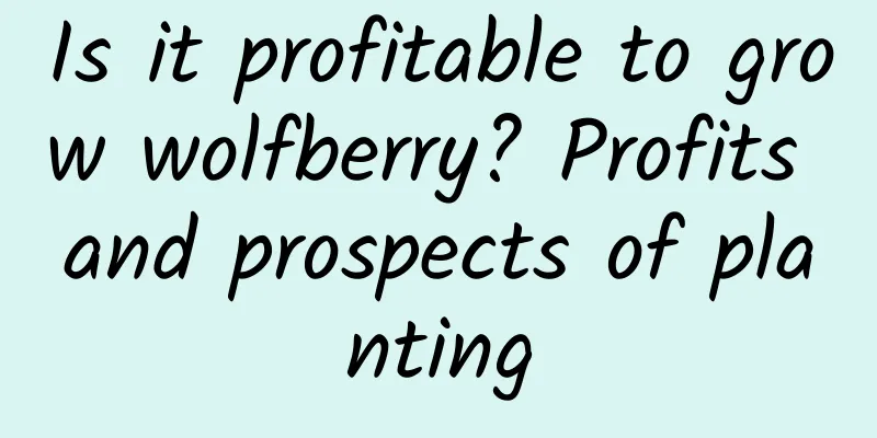 Is it profitable to grow wolfberry? Profits and prospects of planting