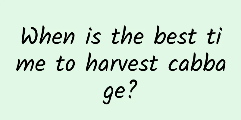 When is the best time to harvest cabbage?