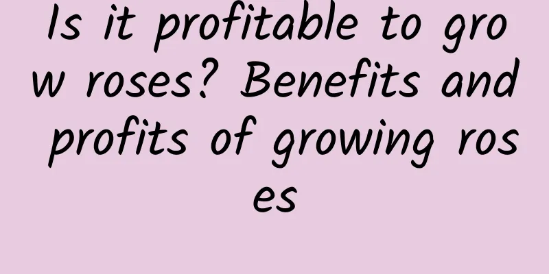 Is it profitable to grow roses? Benefits and profits of growing roses