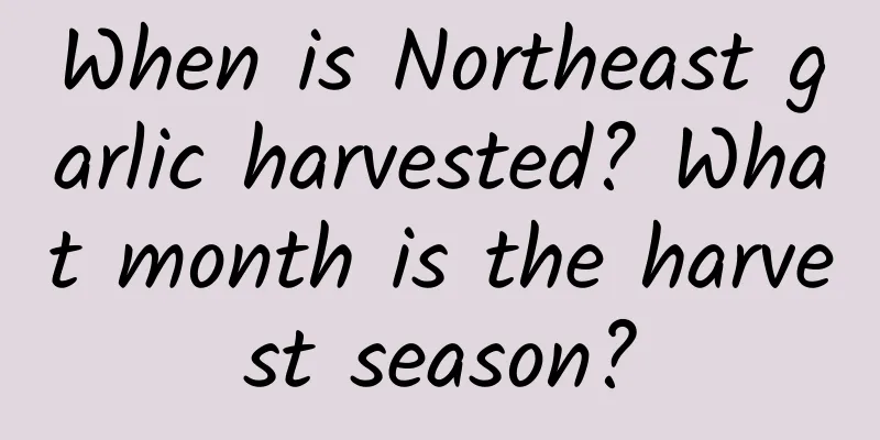 When is Northeast garlic harvested? What month is the harvest season?