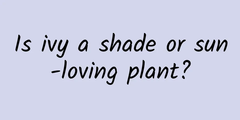 Is ivy a shade or sun-loving plant?