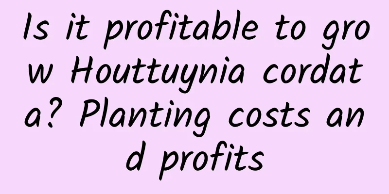 Is it profitable to grow Houttuynia cordata? Planting costs and profits