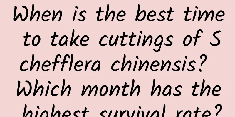 When is the best time to take cuttings of Schefflera chinensis? Which month has the highest survival rate?