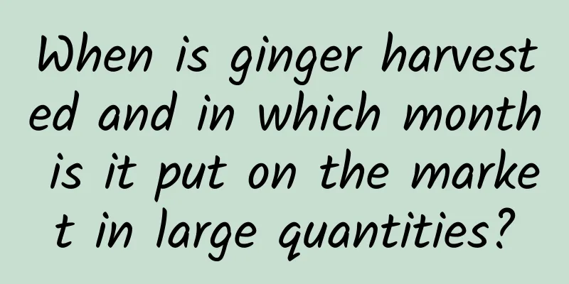 When is ginger harvested and in which month is it put on the market in large quantities?
